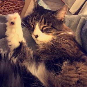 Meet your Posher, Jess